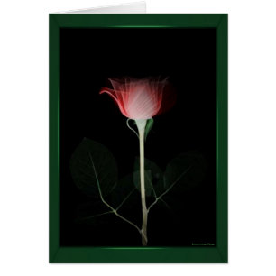 Cartão Placa rosa vermelha