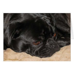 Cartão Placa Sad Pug