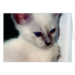 Cartão Placa Sasha Kitten