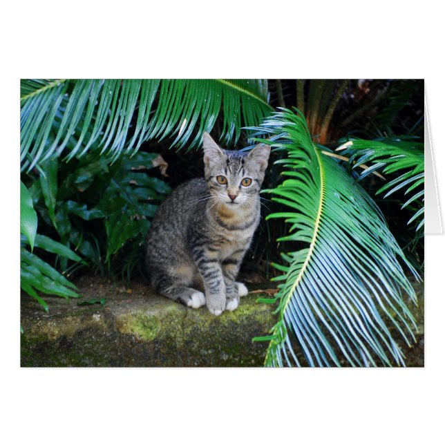 Cartão Placa Selgle Tabby Kitten (Frente Horizontal)