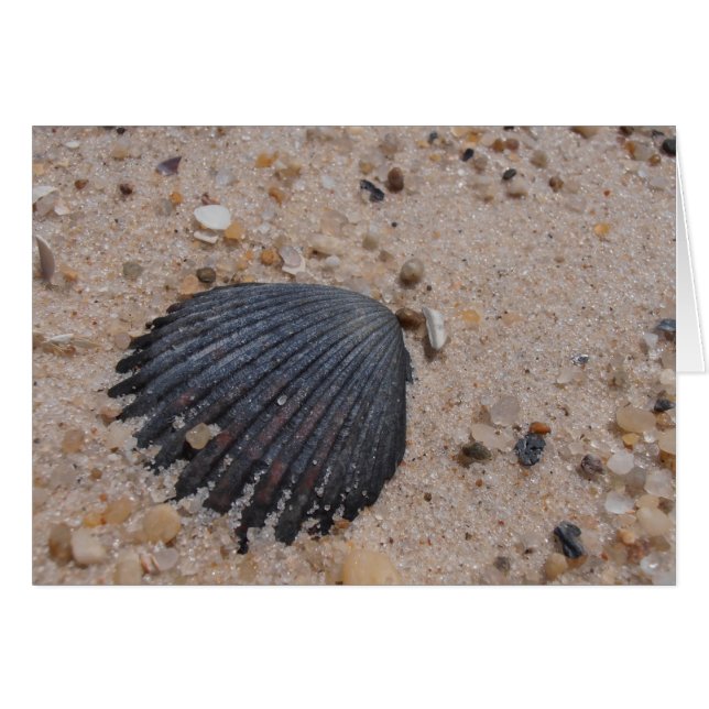 Cartão Placa Shell Scallop (Frente Horizontal)