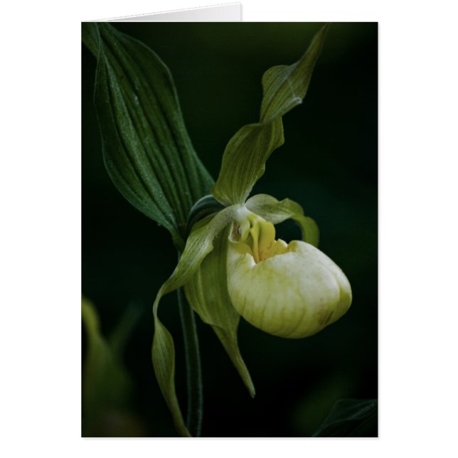 Cartão Placa Slipper Amarela (Frente)