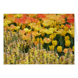 Cartão Placa Snapdragons