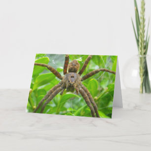 Cartão Placa Spider