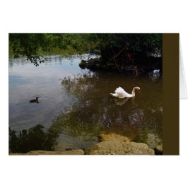 Cartão Placa Swan Silken