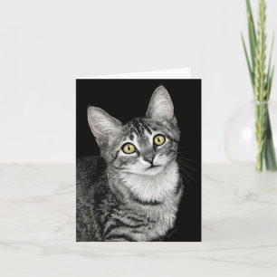 Cartão Placa Tabby Kitten "Lucky Star"