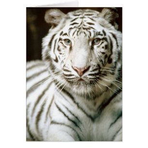 Cartão Placa Tigre Branca