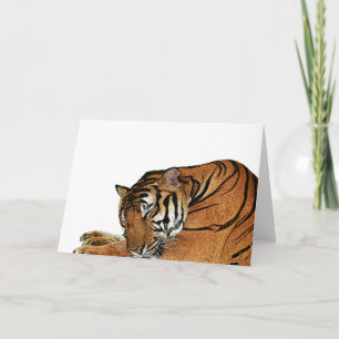 Cartão Placa Tigre de Descolagem