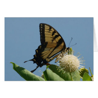 Cartão Placa - Tigre no Buttonbush