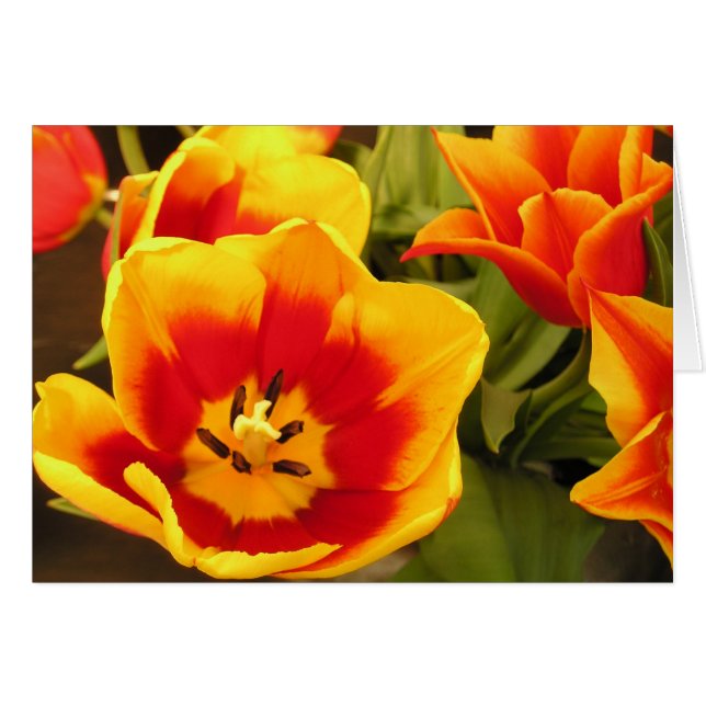 Cartão Placa Tulip Glória primavera (Frente horizontal)