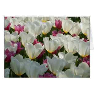 Cartão Placa Tulips Branca