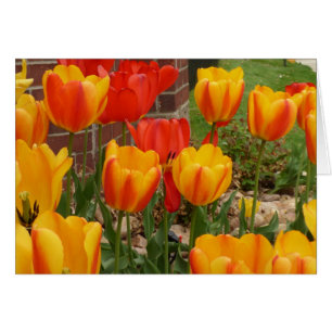 Cartão Placa Tulips primavera