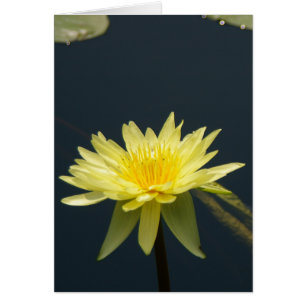 Cartão Placa Waterlily Lotus Amarela