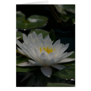 Cartão Placa Waterlily White Lotus