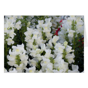 Cartão Placa White Snapdragons
