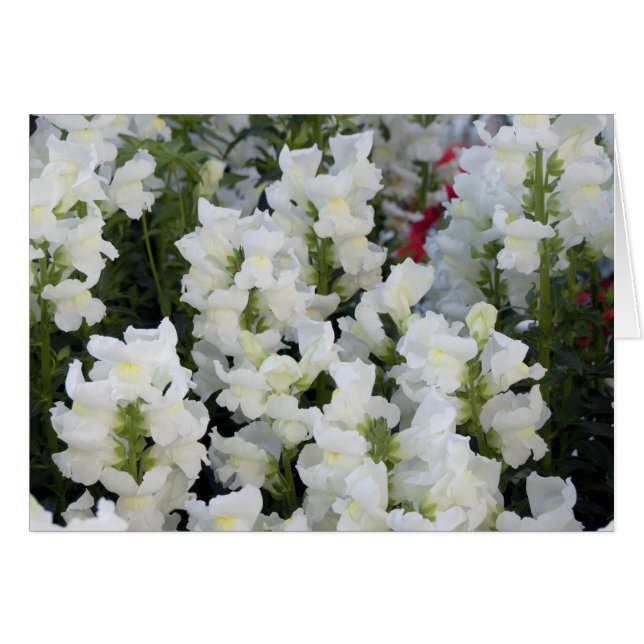 Cartão Placa White Snapdragons (Frente Horizontal)