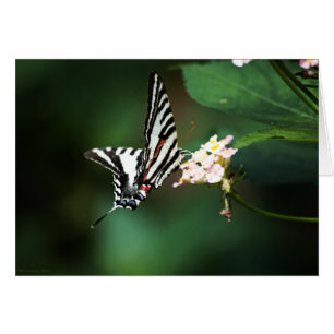 Cartão Placa Zebra Miny