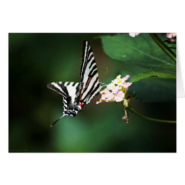 Cartão Placa Zebra Miny (Frente horizontal)