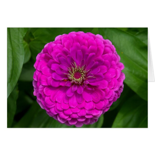 Cartão Placa Zinnia Roxa (Frente Horizontal)