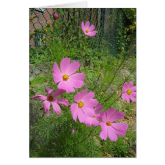 Cartão placas cosmos