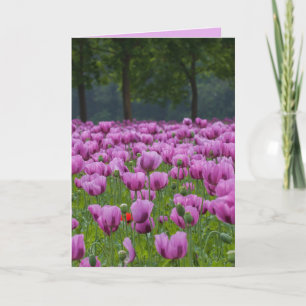 CARTÃO PLACAS DE CONDOLÊNCIAS DE SIMPATIA DE TULIPS
