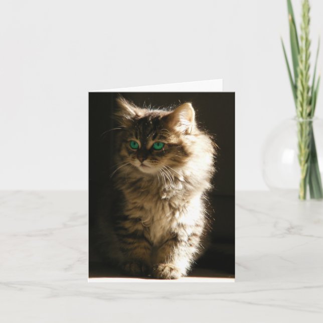 Cartão Placas de Nota de Kitten (Frente)