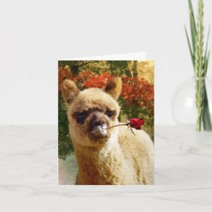 Cartão Placas de Nota de Rosa Alpaca