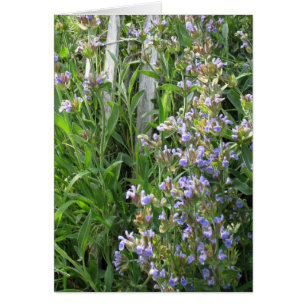 Cartão Placas de Vazio de Sage Azul Flor