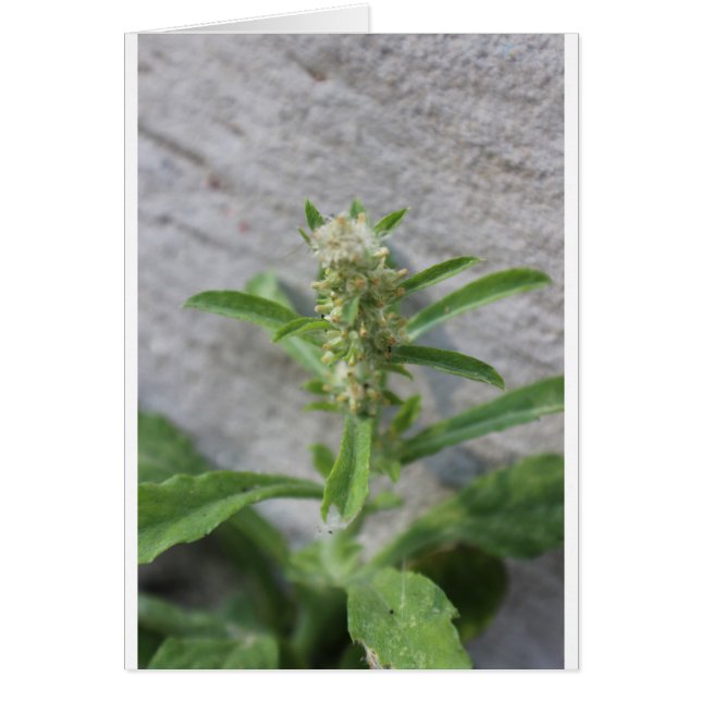 Cartão Planta de ervas loucas (Frente)