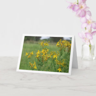 Cartão Planta de flores de John-Wort-Rua perfurada