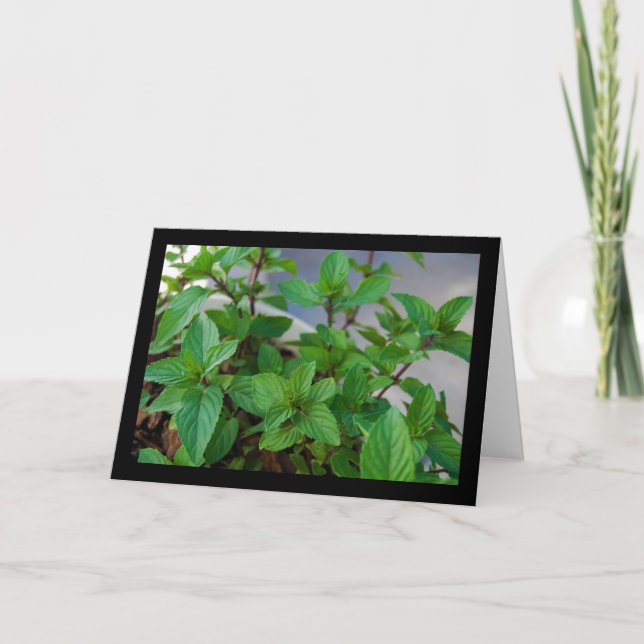 Cartão Planta de Hortelã Herbácea (Frente)