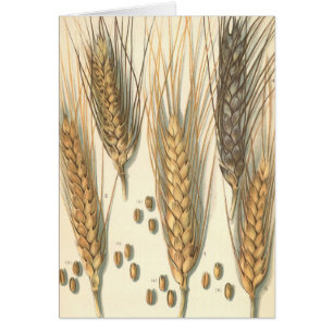 Cartão Planta De Trigo Resistente À Seca, Agricultura De