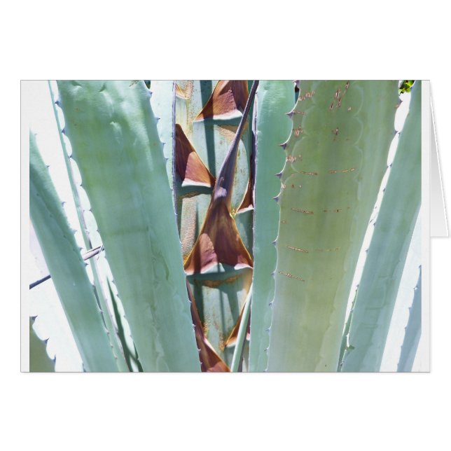 Cartão Planta do século (Frente Horizontal)