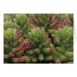 Cartão planta Sedum, Museu do Deserto de Arizona-Sonora,