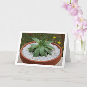 Cartão Planta Suculenta em Vaso de Terracota