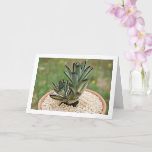 Cartão Planta Suculenta Kalanchoe Tomentosa, Planta Panda