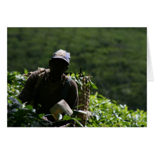 Cartão Plantação de chá