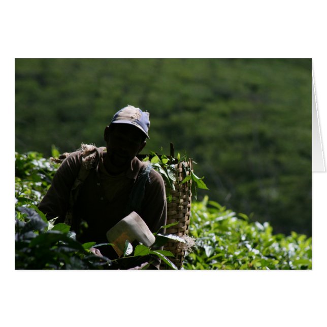 Cartão Plantação de chá (Frente Horizontal)