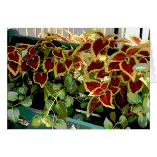 Cartão Plantas Coleus