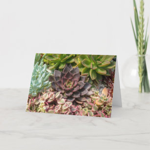 Cartão plantas coloridas do succulent