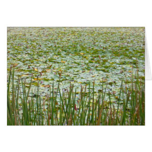 Cartão plantas da lagoa