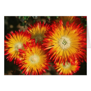 Cartão Plantas de Gelo (Lampranthus Aureus) em Flor