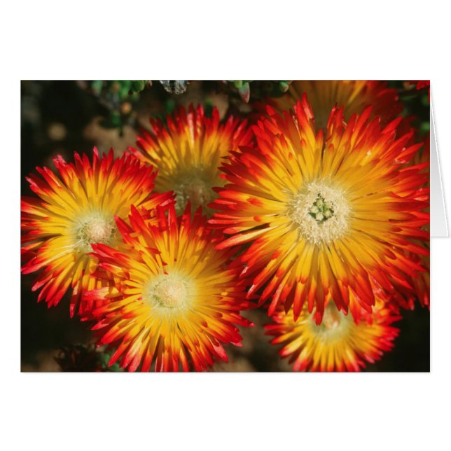 Cartão Plantas De Gelo (Lampranthus Aureus) Em Sangue (Frente Horizontal)