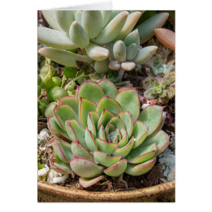 Cartão plantas do succulent no pote