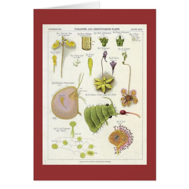 Cartão Plantas parasíticas & carnívoras (Frente)