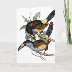 Cartão Plate-billed Mountain Toucan