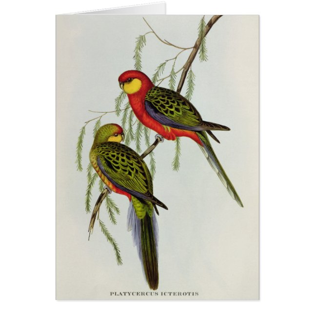 Cartão Platycercus Icterotis (Frente)