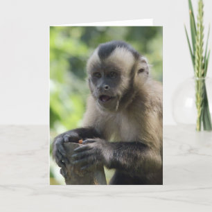 Cartão Playful Monkey  Greeting Card