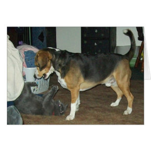 Cartão Playtime - cão do lebreiro e gato azul do russo