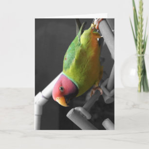 Cartão Plum Headed Parakeet Greeting Card